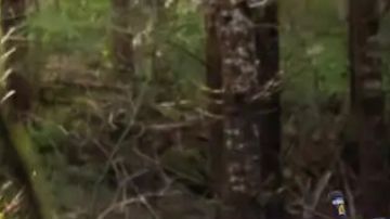 El rally mundialista prepara su retorno al mercado estadounidense