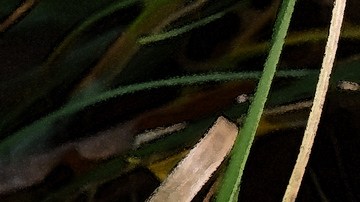 "Hongos de la muerte" han causado en California 35 intoxicaciones, 3 víctimas mortales y 3 trasplantes de hígado