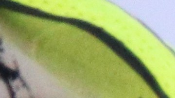 Inmigrantes de todas las edades están saliendo a defender a los inmigrantes de las redadas.