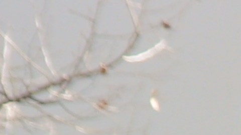 Richard Roblero y su esposa Julie venden burritos estilo Sonora.