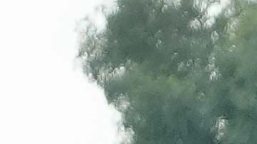 Ciudad de México, 3 de diciembre de 2025. Mateusz Bogusz, durante el partido correspondiente a la ida de las Semifinales del torneo Apertura 2025 de la Liga BBVA MX, entre la Máquina Celeste del Cruz Azul y los Tigres de la UANL, realizado en el estadio Olímpico Universitario. Foto: Imago7 / Diego Padilla