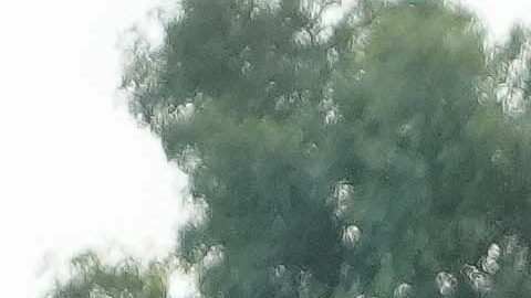 Ciudad de México, 3 de diciembre de 2025. Mateusz Bogusz, durante el partido correspondiente a la ida de las Semifinales del torneo Apertura 2025 de la Liga BBVA MX, entre la Máquina Celeste del Cruz Azul y los Tigres de la UANL, realizado en el estadio Olímpico Universitario. Foto: Imago7 / Diego Padilla