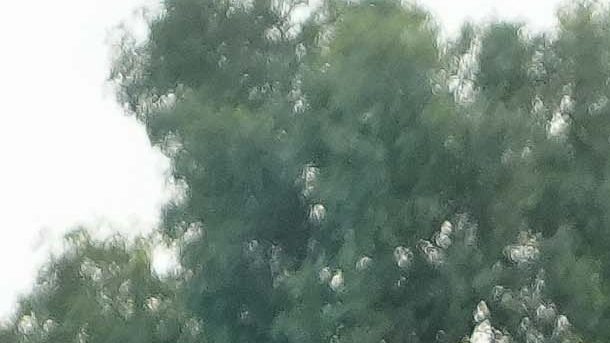 Ciudad de México, 3 de diciembre de 2025. Mateusz Bogusz, durante el partido correspondiente a la ida de las Semifinales del torneo Apertura 2025 de la Liga BBVA MX, entre la Máquina Celeste del Cruz Azul y los Tigres de la UANL, realizado en el estadio Olímpico Universitario. Foto: Imago7 / Diego Padilla