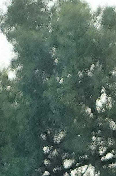 Ciudad de México, 3 de diciembre de 2025. Mateusz Bogusz, durante el partido correspondiente a la ida de las Semifinales del torneo Apertura 2025 de la Liga BBVA MX, entre la Máquina Celeste del Cruz Azul y los Tigres de la UANL, realizado en el estadio Olímpico Universitario. Foto: Imago7 / Diego Padilla