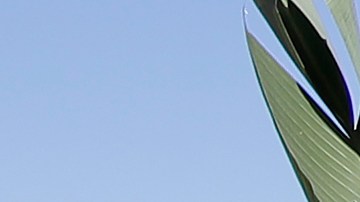 Arthur Galang wears a mask while shopping at Flora Grubb Gardens during the coronavirus outbreak in San Francisco, Saturday, May 9, 2020. (AP Photo/Jeff Chiu)