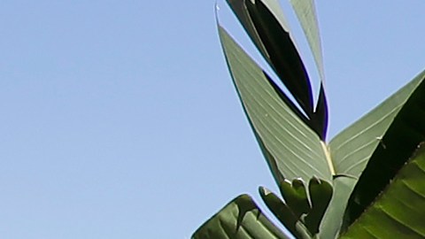 Arthur Galang wears a mask while shopping at Flora Grubb Gardens during the coronavirus outbreak in San Francisco, Saturday, May 9, 2020. (AP Photo/Jeff Chiu)