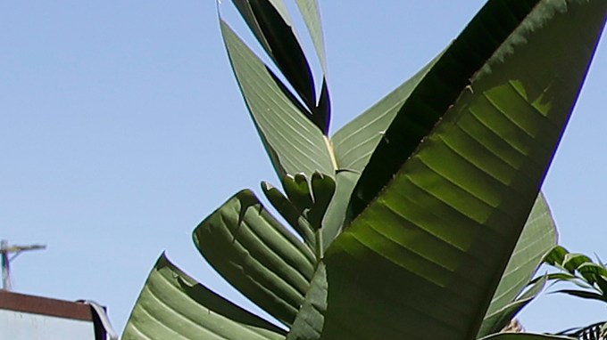 Arthur Galang wears a mask while shopping at Flora Grubb Gardens during the coronavirus outbreak in San Francisco, Saturday, May 9, 2020. (AP Photo/Jeff Chiu)