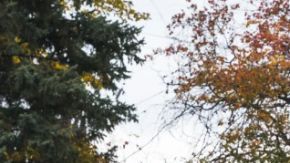 La potente e imponente F-150 Roush 2026