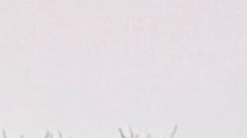 Operativo de ICE en Minneapolis deja una mujer muerta.