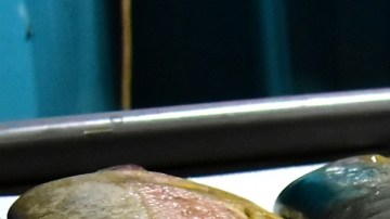 Pescados de consumo generalizado representan importante riesgo para la salud