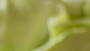 Tesoros nutricionales en tu despensa: alimentos sencillos que cuidan tu salud sin vaciar tu bolsillo