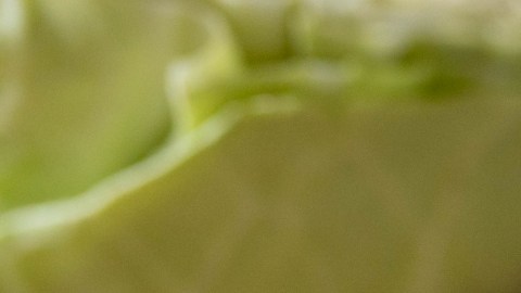 Tesoros nutricionales en tu despensa: alimentos sencillos que cuidan tu salud sin vaciar tu bolsillo