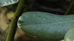 Signs from a Sunday protest, supporting protesters in Iran, are left on a yard Monday, Jan. 12, 2026, in Los Angeles. (AP Photo/Damian Dovarganes)