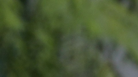 Protestas por la muerte de Renee Good