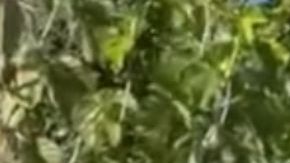 Rafael Vela fue detenido el pasado 9 de enero en Silver Lake,