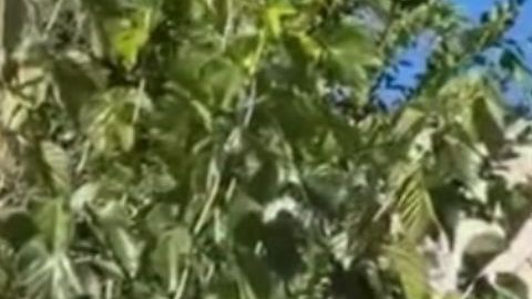 Rafael Vela fue detenido el pasado 9 de enero en Silver Lake,