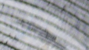 Seguro Social, pago sorpresa en enero