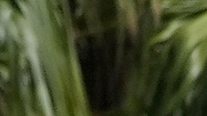 FILE - A Waymo car drives up a hill in San Francisco, Sept. 4, 2025. (AP Photo/Jeff Chiu, File)