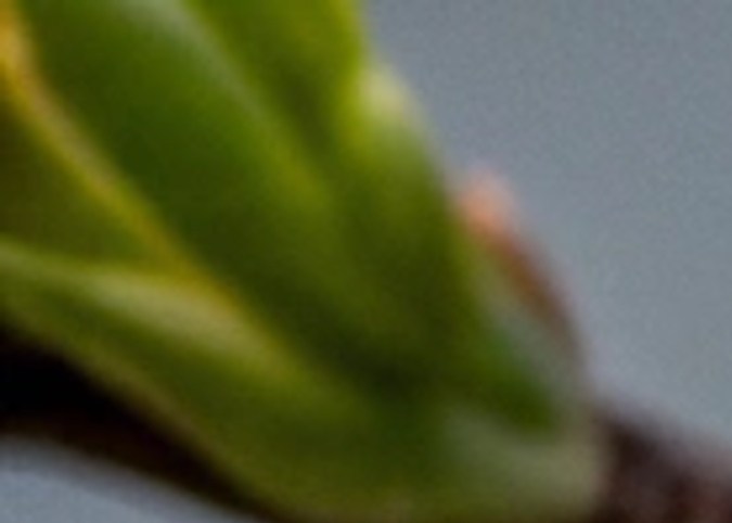 Las abejas buscan néctar, polen y agua, por lo que se refugian en lugares con plantas sanas y entornos equilibrados, lo que habla bien de tu casa.