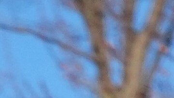 La Secretaría culpó a manifestantes y autoridades locales de los disturbios en Minnesota.