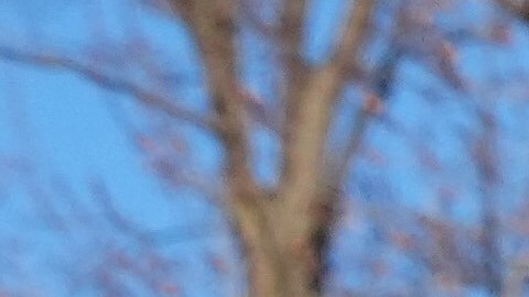 La Secretaría culpó a manifestantes y autoridades locales de los disturbios en Minnesota.