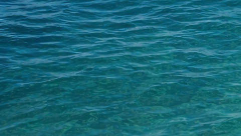 Surfista en el agua con un tiburón nadando cerca en 2025 en Estados Unidos