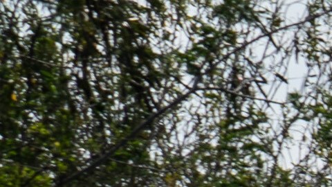 Embajada de EE.UU., en México avisa del aumento de “boyas flotantes” en el Río Grande