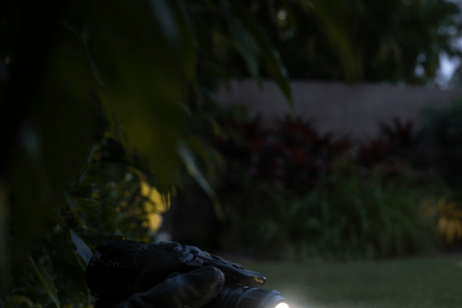 Iguana verde observada de noche en el jardín de una casa en Florida, iluminada con linterna