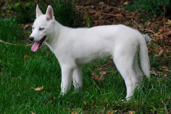Cuando un husky se educa y socializa adecuadamente desde cachorro, se convierte en un maravilloso perro familiar, ya que son muy cariñosos.