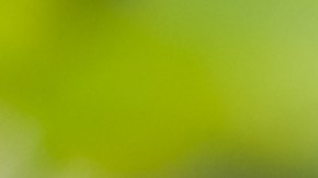 Las hortensias de panícula y las de hoja lisa deben podarse en enero, reduciendo entre un tercio y la mitad de la planta, según el tamaño y la forma.