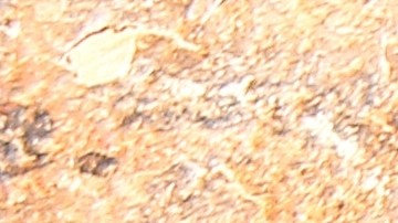 Las predicciones de 2026 le dicen a cada signo su tema central.