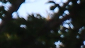 Grupos como la Red de Respuesta Rápida del Condado de Orange tomaron medidas desde el inicio de las redadas.