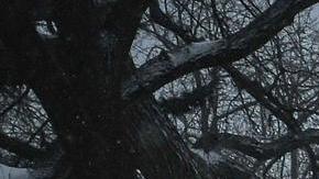 Al menos seis muertos, un millón de hogares sin luz y cancelaciones de vuelos por gran tormenta en EE.UU.