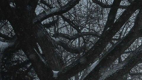 Al menos seis muertos, un millón de hogares sin luz y cancelaciones de vuelos por gran tormenta en EE.UU.