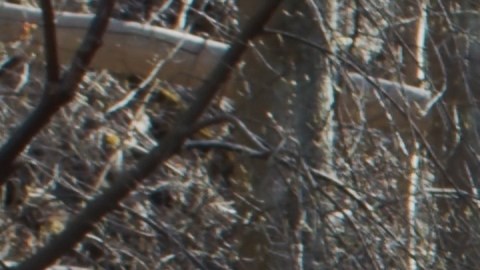 Brown, de 53 años, fue vista por última vez el 3 de enero en la cuadra 4500 de Martin Luther King Jr. Drive, en el vecindario de Bronzeville