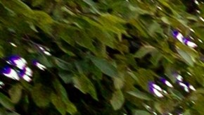 La Policía Estatal de Nueva Jersey identificó al detenido como Hernando Garciamorales, de 40 años y residente de Palisades Park