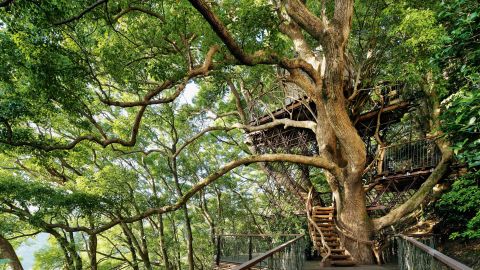 10 de las casas construidas en árboles más espectaculares del mundo (y una de ellas se encuentra en México)