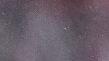 Gianluca Prestianni remata durante el partido contra el Real Madrid.