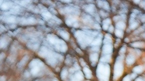 ICE opera con apoyo de agentes de otras fuerzas del orden en EE.UU.