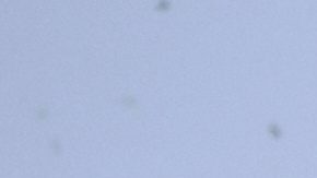 Kenneth Walker III y Sam Darnold celebraron su campeonato en Disneyland.