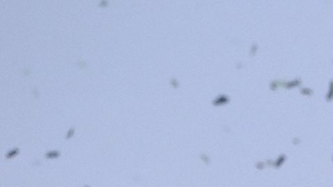 Kenneth Walker III y Sam Darnold celebraron su campeonato en Disneyland.