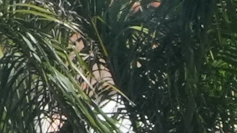 Las autoridades investigan cómo obtuvo el arma y los motivos del incidente.