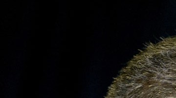 Adriano Espaillat, presidente del Caucus Hispano del Congreso