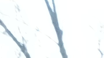 A protester is detained by Federal agents near the scene where Renee Good was fatally shot by an ICE officer last week, Tuesday, Jan. 13, 2026, in Minneapolis.(AP Photo/Adam Gray)