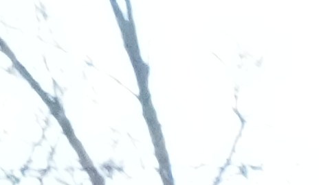 A protester is detained by Federal agents near the scene where Renee Good was fatally shot by an ICE officer last week, Tuesday, Jan. 13, 2026, in Minneapolis.(AP Photo/Adam Gray)