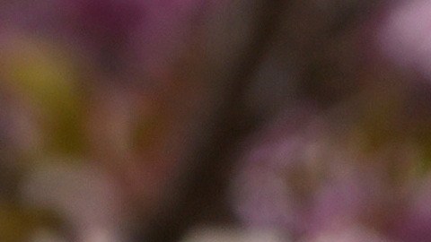 Andrés de Inglaterra es detenido por sus vínculos en el caso Epstein.