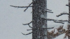 A sign is covered in snow during a storm on Tuesday, Feb. 17, 2026 in Truckee Calif. (AP Photos/Brooke Hess-Homeier)