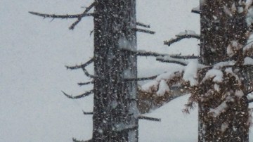 A sign is covered in snow during a storm on Tuesday, Feb. 17, 2026 in Truckee Calif. (AP Photos/Brooke Hess-Homeier)