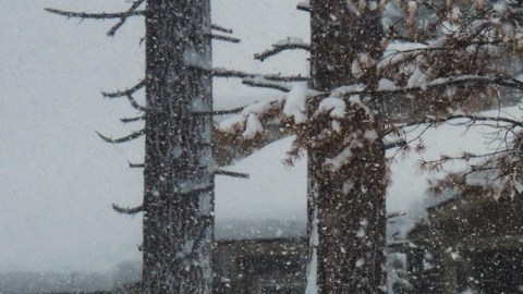 A sign is covered in snow during a storm on Tuesday, Feb. 17, 2026 in Truckee Calif. (AP Photos/Brooke Hess-Homeier)