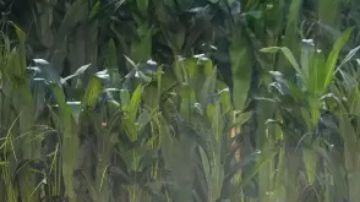 Bad Bunny en el Super Bowl LX